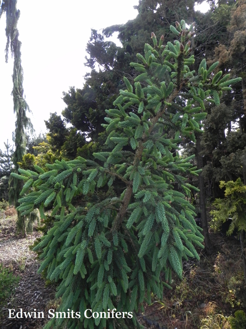 Picea glauca 'Ketch Harbor'